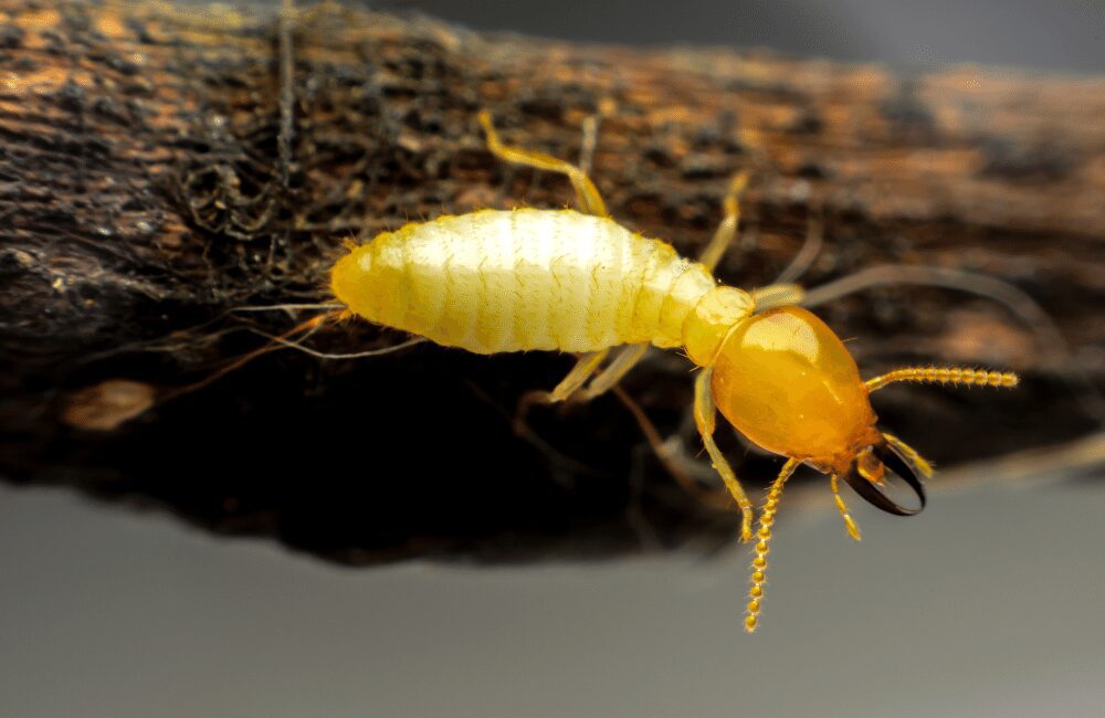 termite