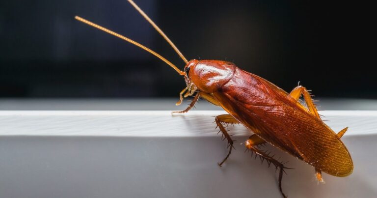 Crawling Chaos: Unmasking The Big Roach Invasion In Nassau County