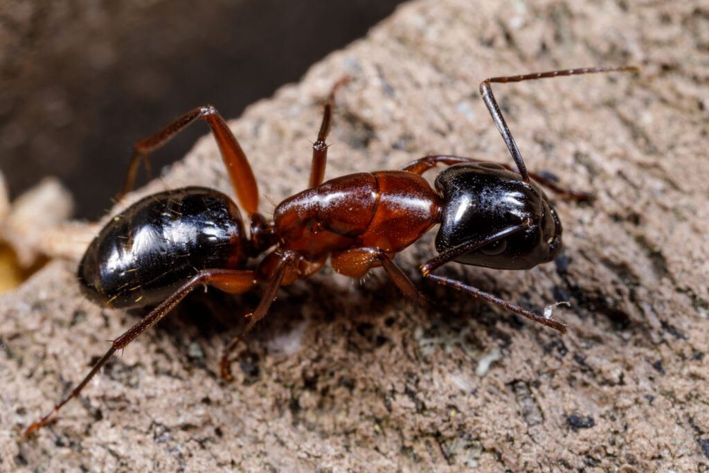 carpenter ants