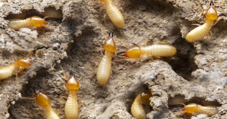 Nassau Under Siege: The Big Shocking Truth About Termite Invasions